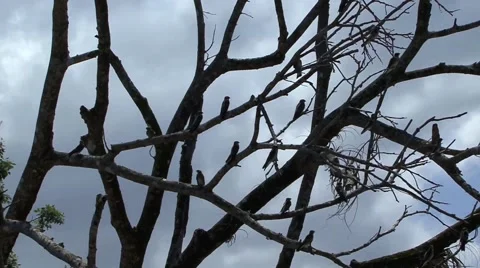 Birds Sitting on Branch Stock-Footage 41394144