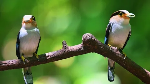 Birds Sitting on Branch Stock Footage 323145879