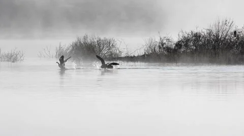 Birds sitting on branches at a lake in a thick fog on a sunrise, Netherlands Stock Footage 49911257