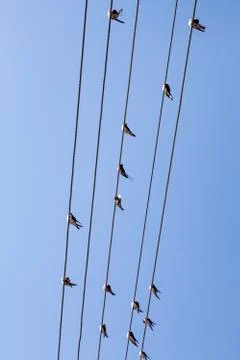 Birds sitting on cable Foto stock