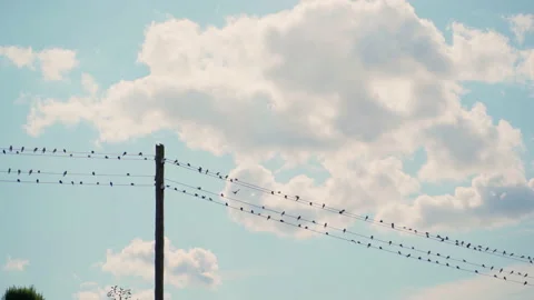 Birds sitting fly away at high voltage wires. Blue sky with white clouds Stock Footage 158688366