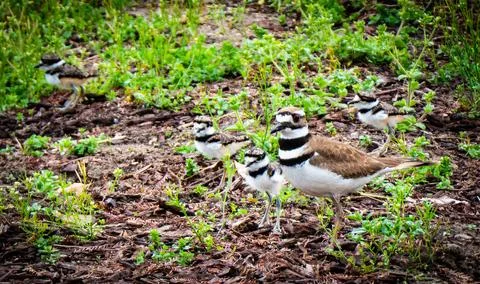 Birds sitting in the grass on a patch of land Stock Photos
