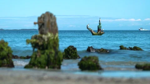 Birds sitting on ocean statue marking a wreck site and old pier closer shot 스톡 동영상 94811091