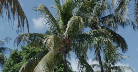 Birds sitting on palm tree Stock Footage 204874667