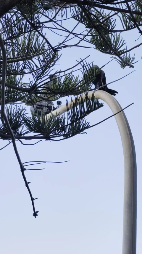 Birds sitting on the Pole Stock Footage 343254142