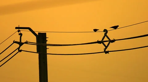 Birds Sitting On Power Lines Stock Footage 35788587