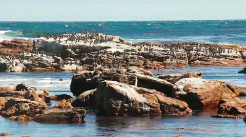 Birds sitting on the rock Stock Footage 22201586