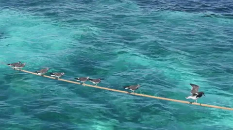 Birds sitting on rope Stock Footage 67523091