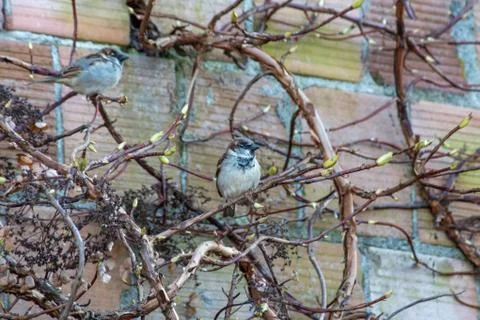 Birds sitting in spring branches in front of brick wall Foto stock