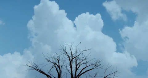 Birds sitting on the tip of tree made up of iron bar Stock Footage 240813955