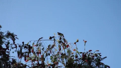 Birds Sitting on Tree Branches 스톡 동영상 98840538