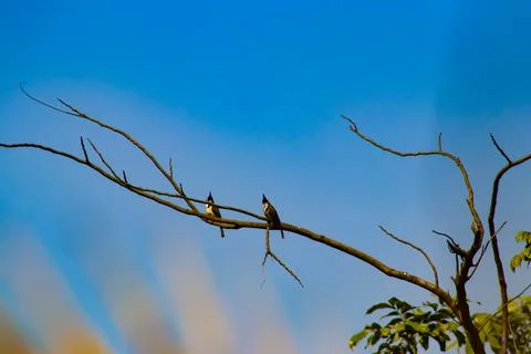 Birds sitting on the tree branches with light blue sky Stock Photos