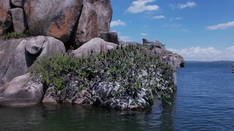 Birds sitting on a tree by the huge rock in Tanzania, lake Victoria, Africa Stock Footage 230081771