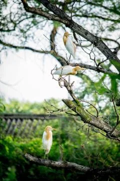 Birds sitting on tree Stock Photos