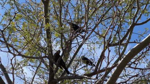 Birds Sitting on Tree in Tucson Video stock 265039683