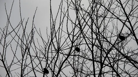 Birds sitting on trees 스톡 동영상 88398545