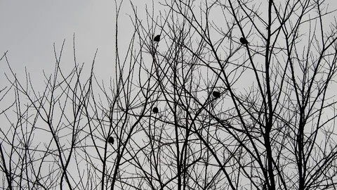 Birds sitting on trees Stock Footage 88398565