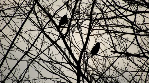 Birds sitting on trees Stock Footage 88398568