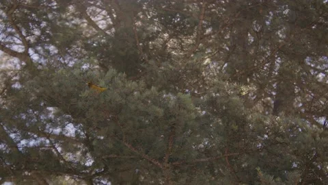 Birds sitting in trees Stock Footage 204880838