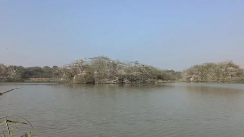 Birds sitting on trees inside the water body in Sultanpur Bird Sanctuary Vidéo 332266567