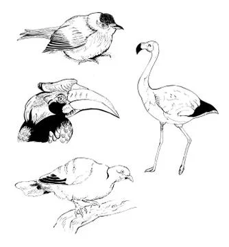 Birds sketch Stock Illustration