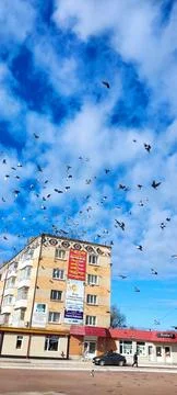Birds in the sky 2 Stock Photos