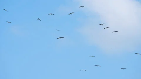 Birds in the sky above Stock Footage 226580403