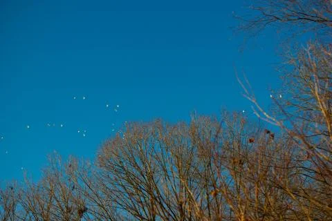Birds in Sky behind Branches Stock Photos