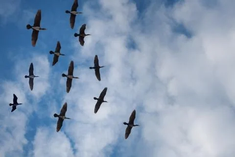 Birds in the sky on the cloud background Stock Photos