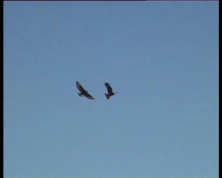 Birds in the sky Video stock 940295