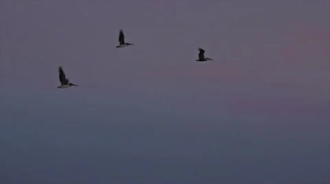 Birds in Sky Stock Footage 10818850
