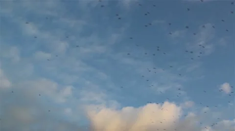 Birds in the sky Stock Footage 22179157