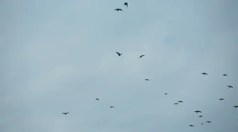 Birds in the sky Stock Footage 30366334