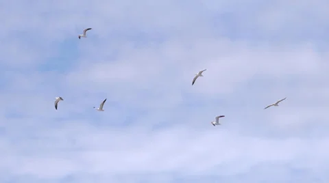 Birds in the sky Stock Footage 30460840