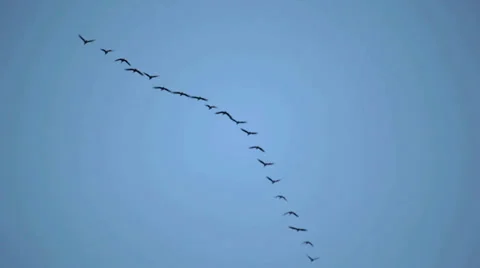 Birds in the Sky Video stock 36052467