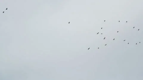 Birds in sky Stock Footage 42422414
