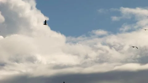 Birds in the sky Stock-Footage 43076234