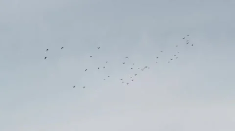 Birds in sky Stock Footage 48059926