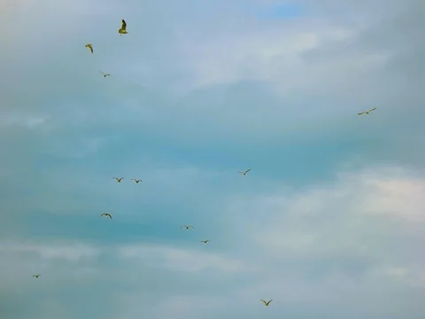 Birds in the sky. Stock Footage
