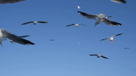 Birds in the sky Stock Footage 80835089