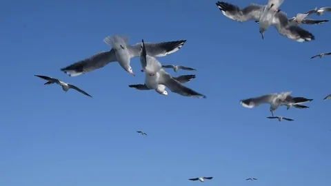 Birds in the sky Stock Footage 80857793