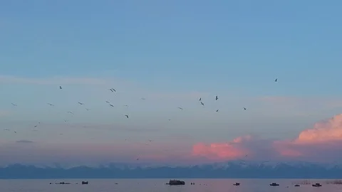 Birds in the sky Stock Footage 108083021