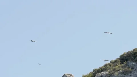 Birds in the sky Stock Footage 153982000