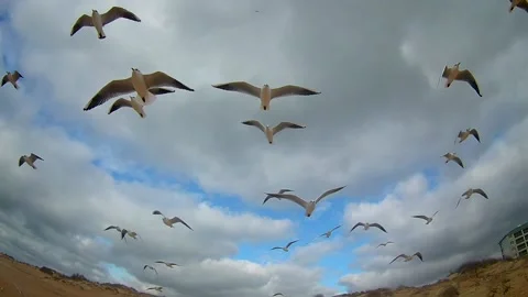 Birds in the sky Stock Footage 171007118