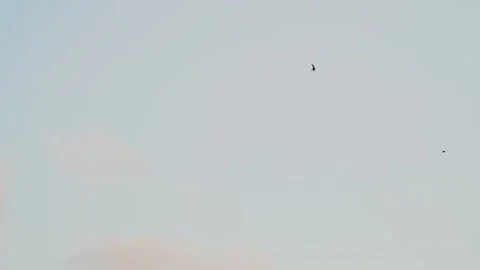 Birds in the sky. Stock Footage 197002892