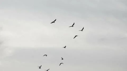 Birds in the sky Stock Footage 234247129