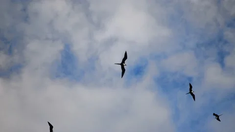 Birds in the sky 動画素材 237198708