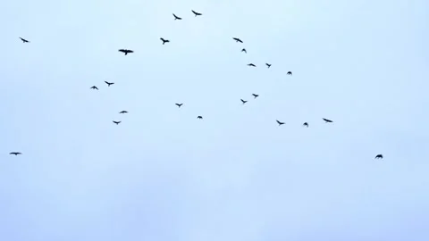 Birds in sky Stock Footage 271349294