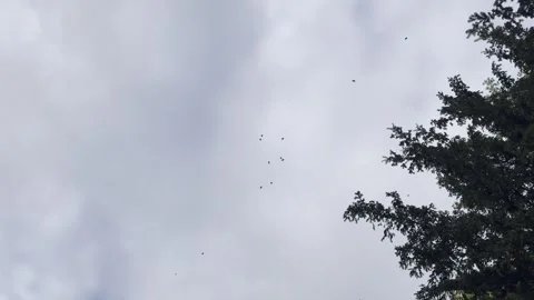 Birds in the sky Stock Footage 283908019