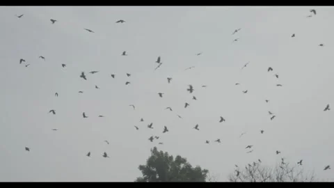 Birds in the sky Stock Footage 300158095